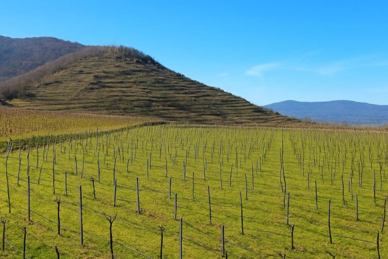 Wohnen in der Wachau: Einfamilienhaus in Ortsrandlage mit Blick ins Donautal - zu kaufen in 3610 Wei�enkirchen /  / 3610&nbsp;Wei�enkirchen / Bild 1