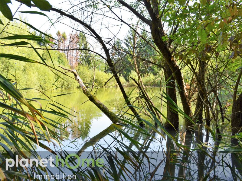 Direkte Thermennhe in Stegersbach ? Traumobjekt mit Altbestand, Fischteich und Wald /  / 7551 Stegersbach / Bild 5