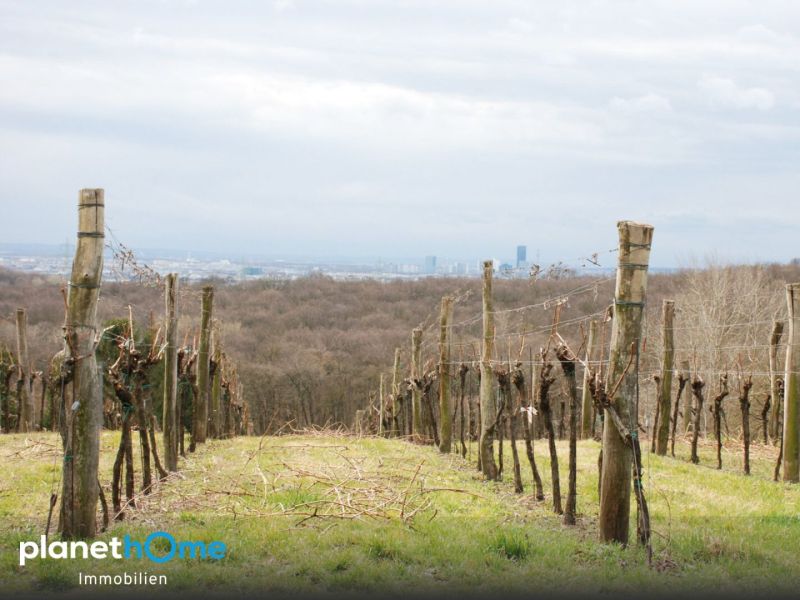 An der Wiener Stadtgrenze ? zwei nebeneinanderliegende Grundstücke in Toplage bei Hagenbrunn! / / 2102 Hagenbrunn / Bild 4