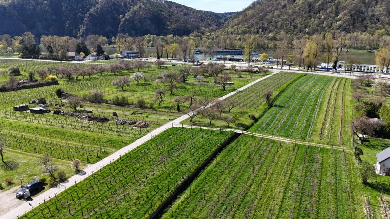 TRADITIONSREICHER WINZERHOF MIT PENSION & HEURIGEN IN BESTER WACHAUER LAGE /  / 3601&nbsp;D�rnstein / Bild 3