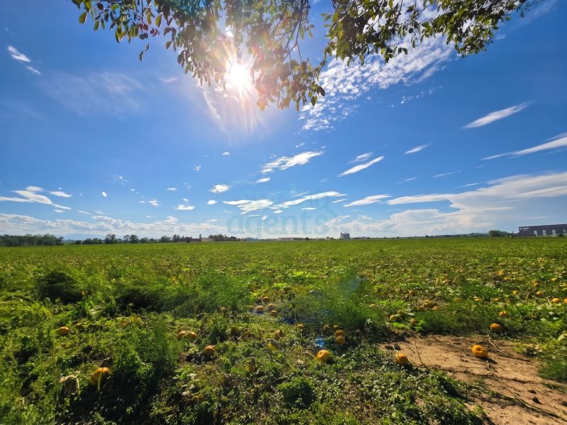 Sonniger Baugrund in Pasching | eben, erschlossen & ohne Bauzwang | ruhige Siedlungslage /  / 4061&nbsp;Pasching / Bild 2